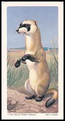 14 Black Footed Ferret